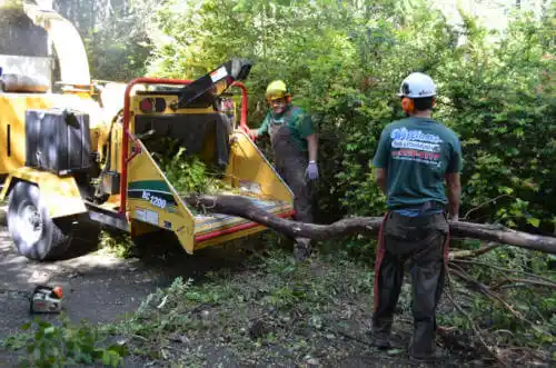 tree services East Sonora